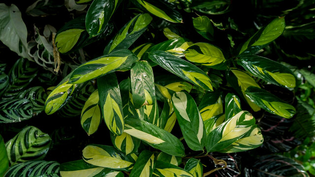 close up calathea plants,tropical background, indoor plants, greenery dark foliage