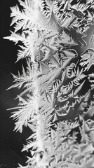 Intricate frost patterns on window