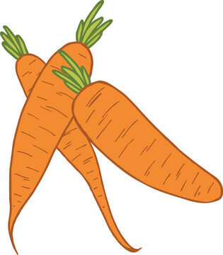 three carrots on white background