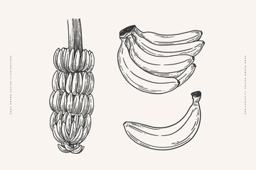 Set of bananas in engraving style. Hand-drawn tropical fruits. Template for design postcards, packaging and labels. Vintage illustration on a light isolated background. - 764085431