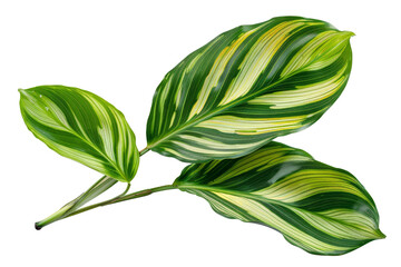 Leaves of Calathea ornata(Pin-striped Calathea), tropical foliage isolated from the background.