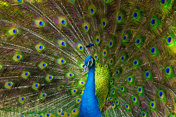 peacock,Portrait of beautiful peacock with feathers out