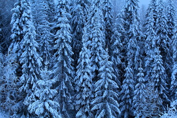 winter forests of the Russian-European Plain in thirty-degree frosts