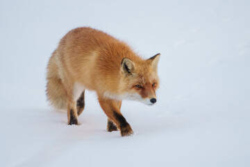 Naklejka na ściany i meble 冬の可愛いモフモフなキタキツネ　冬の北海道の野生動物