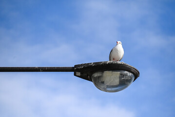 街灯に止まるカモメ