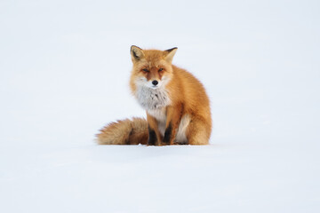 冬の可愛いモフモフなキタキツネ　冬の北海道の野生動物
