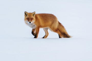 冬の可愛いモフモフなキタキツネ　冬の北海道の野生動物 - obrazy, fototapety, plakaty