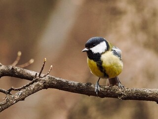 Great tit