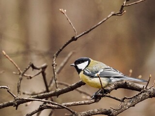 Great tit