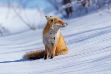 冬の可愛いモフモフなキタキツネ　冬の北海道の野生動物