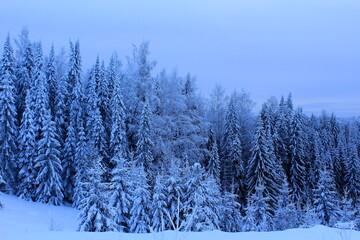 coniferous forests of northeastern Europe in the north of the Kirov region at the end of winter