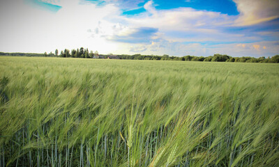 Green wheat ears in field - Powered by Adobe