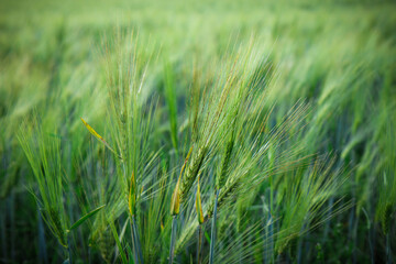 Green wheat ears in field