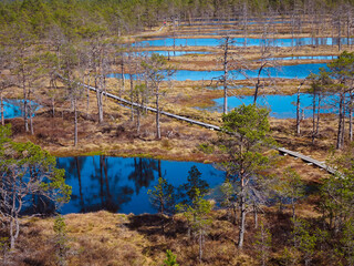Wooden boardwalk through forest and swamp