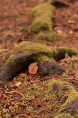 Moss in the forest