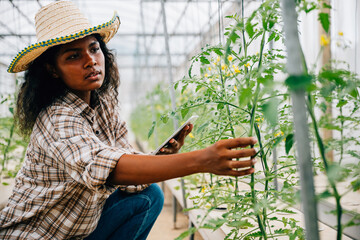 Black woman agronomist joyfully inspects and controls tomato quality in a farm greenhouse. Modern...