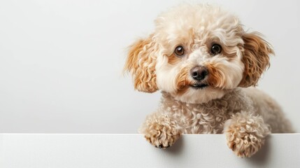 A playful, light-colored dog with fluffy fur appears to be curiously peeking over the edge of a white table with its face covered