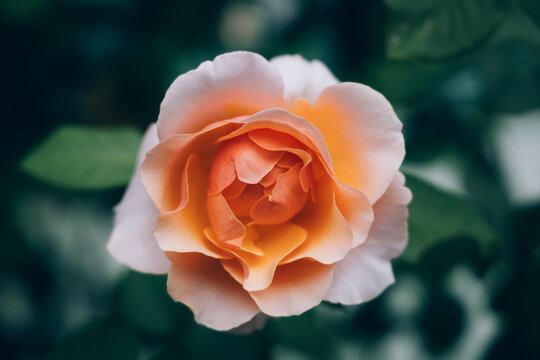Orange rose in the garden.
