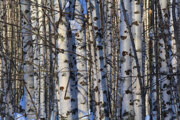 birch forests Sunny winter day