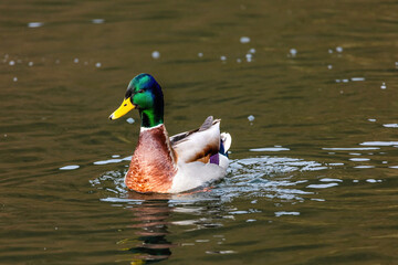 wild duck swimming in lake. water birds in park