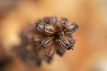 A close-up macro photo of the seeds of a dry plant, photographed with shallow depth of field, selective focus