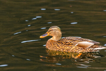 wild duck swimming in lake. water birds in park