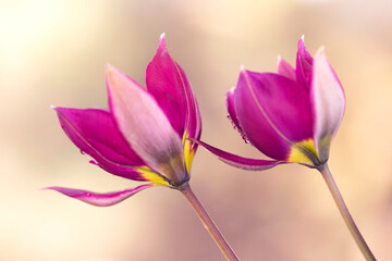Tulipany botaniczne, tapeta, dekoracja. - obrazy, fototapety, plakaty