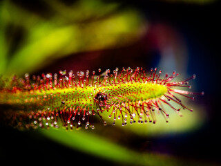 Die Klebe Tentakel des Sonnentaus