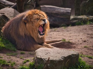 Obraz premium male lion with beautiful mane roaring