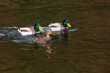 wild duck swimming in lake. water birds in park