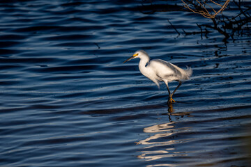 Snowy Egret Wading in Smith Creek Area of Flagler Beach, Florida