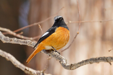 The Daurian redstart (Phoenicurus auroreus) is a small passerine bird from temperate Asia.