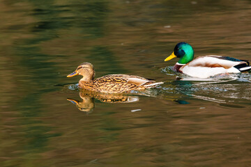 wild duck swimming in lake. water birds in park