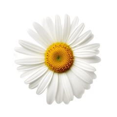 composition with daisies in spring