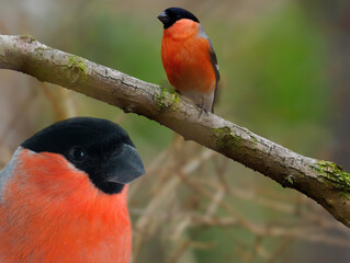 Eurasian Bullfinch sitting on a tree branch in the forest - 764103221