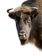 portrait of a bison isolated on white background