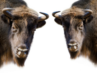 two bison isolated on white background