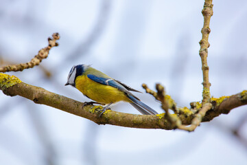 The great tit (Parus major) is a passerine bird in the tit family Paridae. Wildlife scene from...