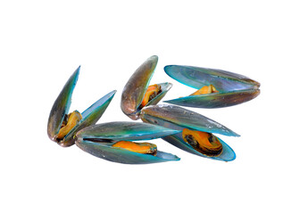 Asian green mussel  on transparent png