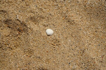 Fototapeta na wymiar Seashell on a Sandy Beach Bathed in Sunlight. A tranquil beach scene bathed in warm sunlight, background photo