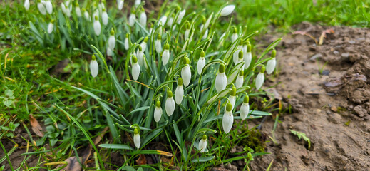 White fresh snowdrops flower ( Galanthus ) on green meadow in sunny garden . Easter spring background