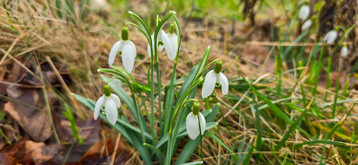 White fresh snowdrops flower ( Galanthus ) on green meadow in sunny garden . Easter spring background