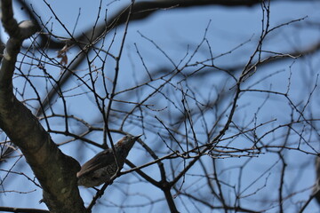 水元公園の鳥　Birds in Mizumoto Park