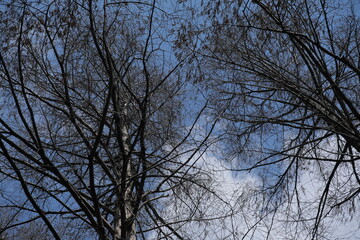 水元公園の木々　Trees in Mizumoto Park