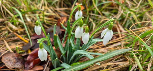 White fresh snowdrops flower ( Galanthus ) on green meadow in sunny garden . Easter spring background