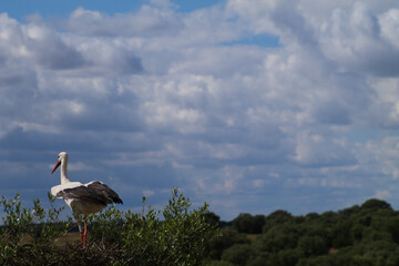 White stork standing on the nest. Ciconia ciconia
