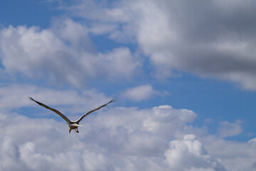 White Stork flying with blue sky. Ciconia ciconia