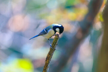 great tit sitting on a tree branch in the forest