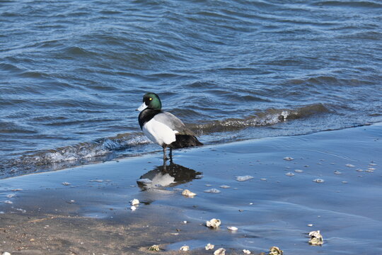 東京都 葛西臨海公園コスズガモ　Kasai Rinkai Park, Tokyo Kosuzu Duck