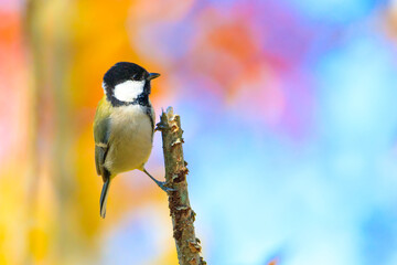 great tit sitting on a tree branch in the forest